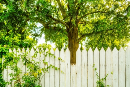 Picture of WHITE PICKETT FENCE 2