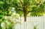 Picture of WHITE PICKETT FENCE 2