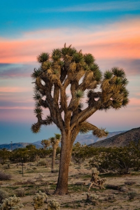 Picture of COTTON CANDY TREE 2