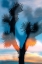 Picture of DESERT SKY 3