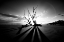 Picture of SHADOW BW