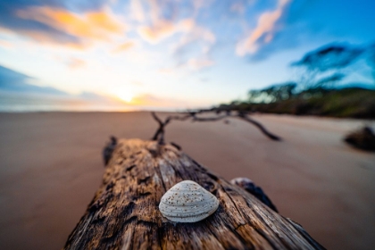 Picture of SHE SELLS SEASHELLS