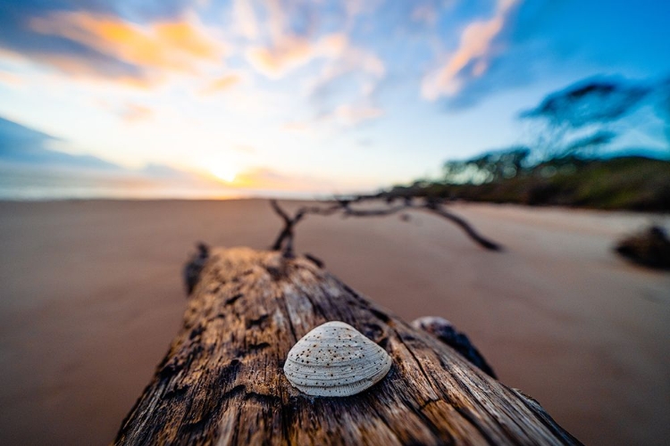 Picture of SHE SELLS SEASHELLS