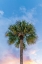 Picture of DELAND SUNSET