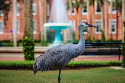 Picture of DELAND BIRD