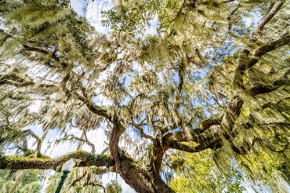 Picture of SPANISH MOSS