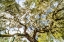 Picture of SPANISH MOSS