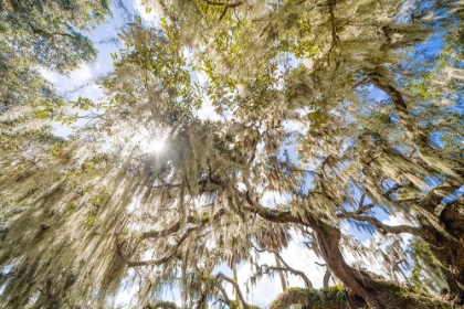 Picture of SPANISH MOSS 2