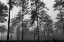 Picture of FOG 2