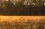 Picture of TIRED CREEK GOLDEN MIST