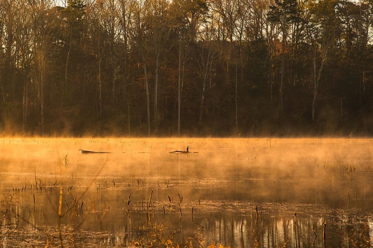 Picture of TIRED CREEK GOLDEN MIST