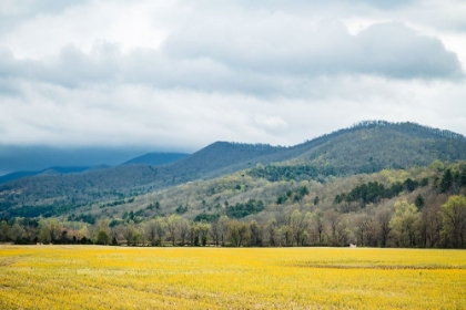 Picture of YELLOW FIELDS