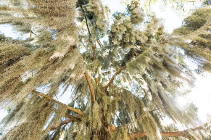 Picture of SPANISH MOSS 3