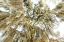 Picture of SPANISH MOSS 3