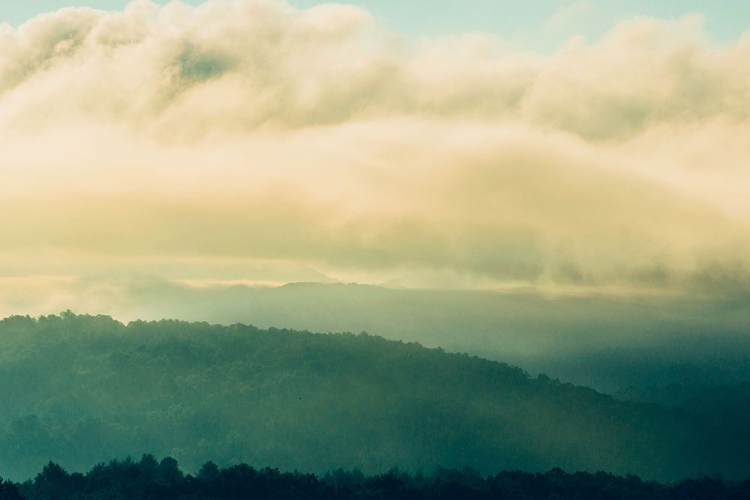 Picture of GOLDEN MORNING 3