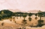Picture of OCOEE GOLD