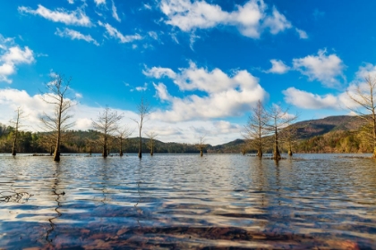 Picture of MIDDAY OCOEE