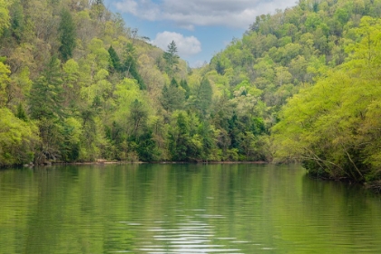 Picture of OCOEE CALM