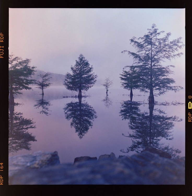Picture of OCOEE FOG