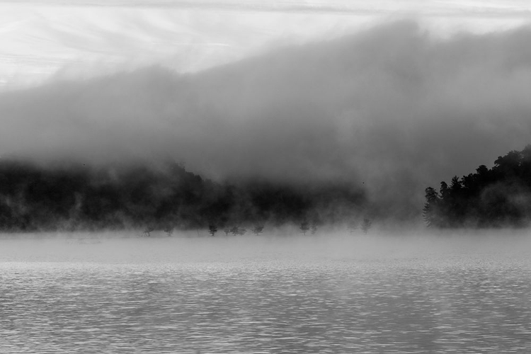 Picture of OCOEE FOG 3