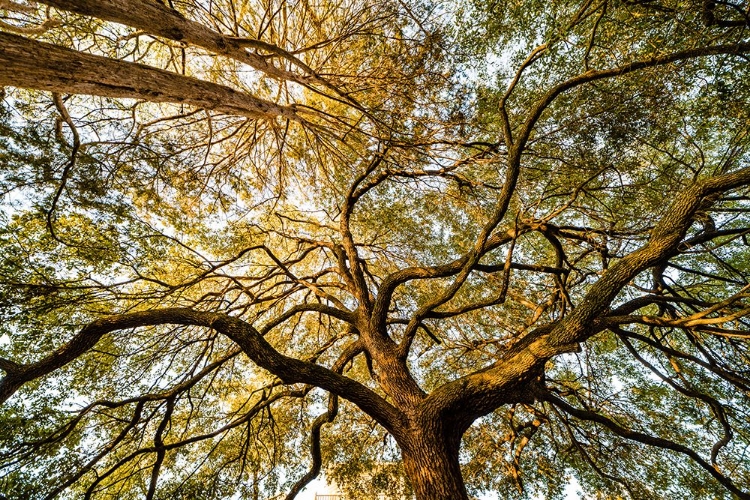 Picture of CANOPY