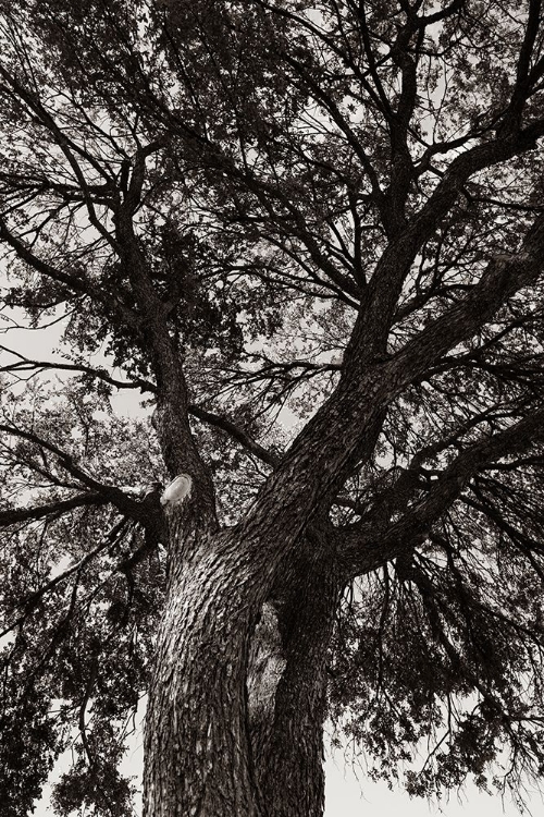 Picture of SEPIA TREE