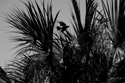 Picture of BIRD OF PALMS
