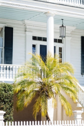 Picture of FRONT PORCH PALM