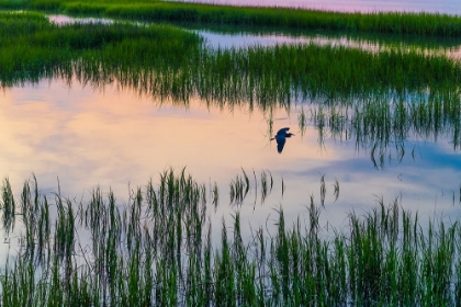 Picture of MORNING MARSH 3