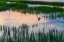 Picture of MORNING MARSH 3