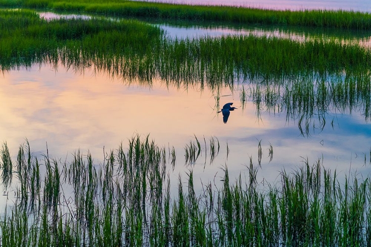 Picture of MORNING MARSH 3