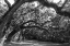 Picture of ST HELENA TREES BW