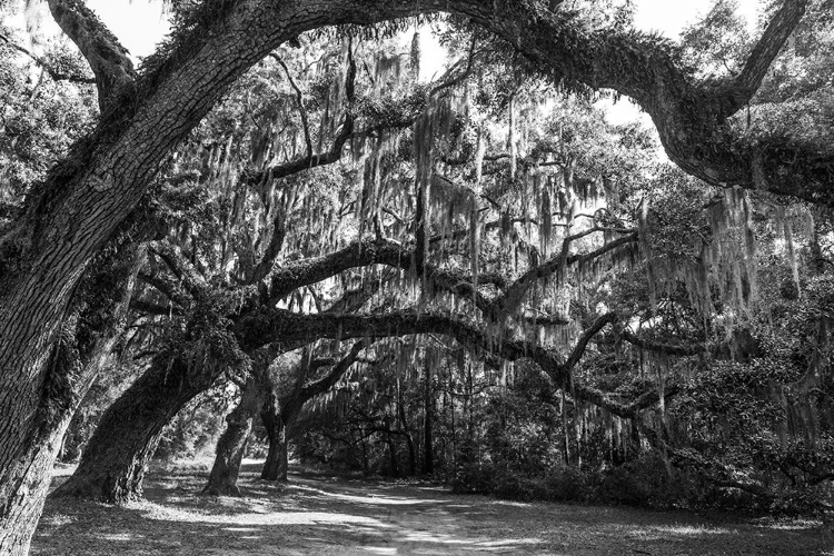 Picture of ST HELENA TREES BW