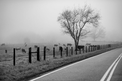 Picture of COWS IN FOG