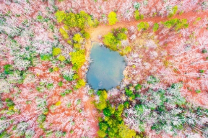 Picture of POND IN THE WOODS 