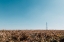 Picture of POWERLINE FIELD
