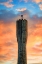 Picture of STANDPIPE SUNRISE 3