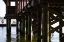 Picture of SALTY DOG