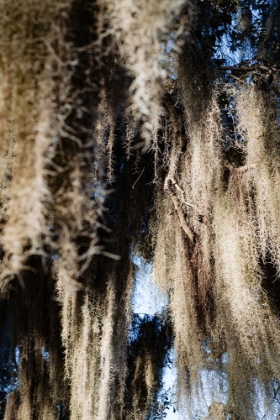 Picture of SPANISH MOSS 4