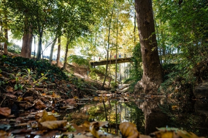 Picture of FALL BRIDGE