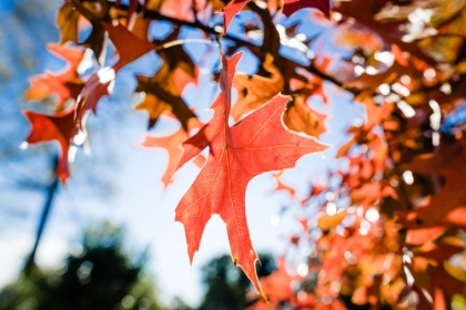 Picture of FALL LEAF