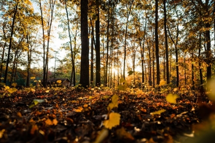 Picture of FALL MORNING 