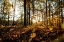 Picture of FALL MORNING 