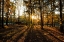 Picture of FALL MORNING 2
