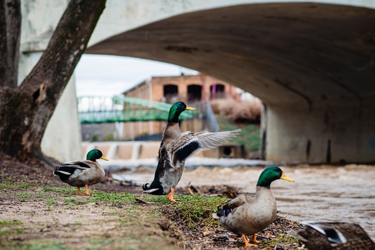 Picture of FALLS PARK DUCKS