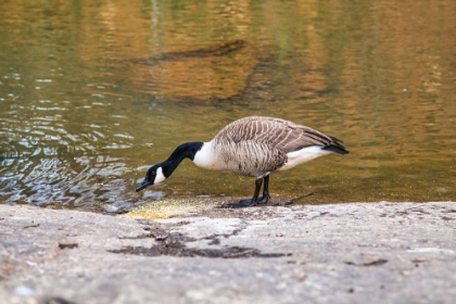 Picture of HUNGRY