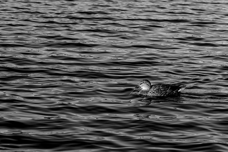 Picture of MONOCHROMATIC DUCK