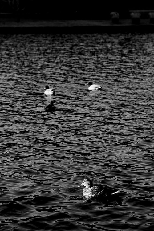 Picture of MONOCHROMATIC DUCK 2