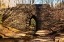 Picture of POINSETT BRIDGE 7