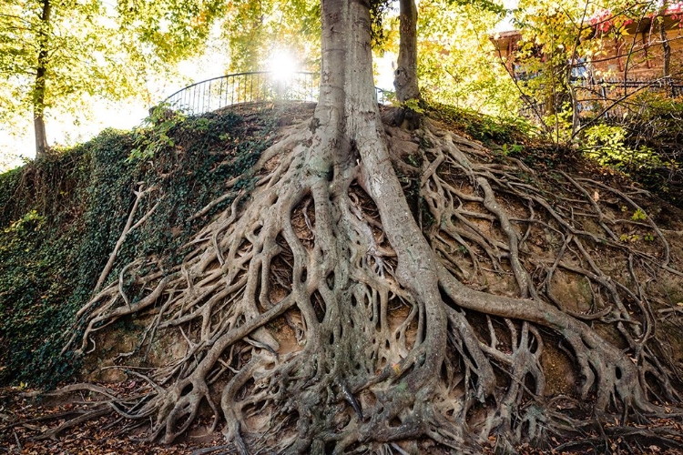 Picture of ROOTS